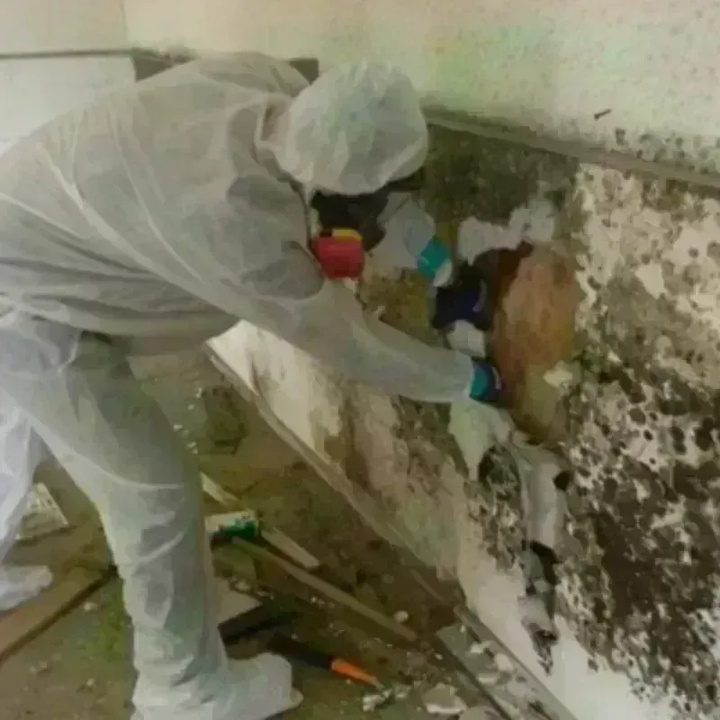 Mold Remediation and Removal in Santa Rosa, TX